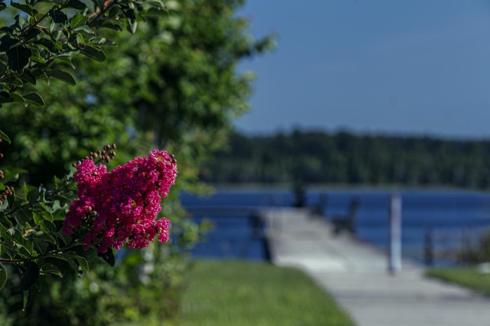 Beach Flower 0091c